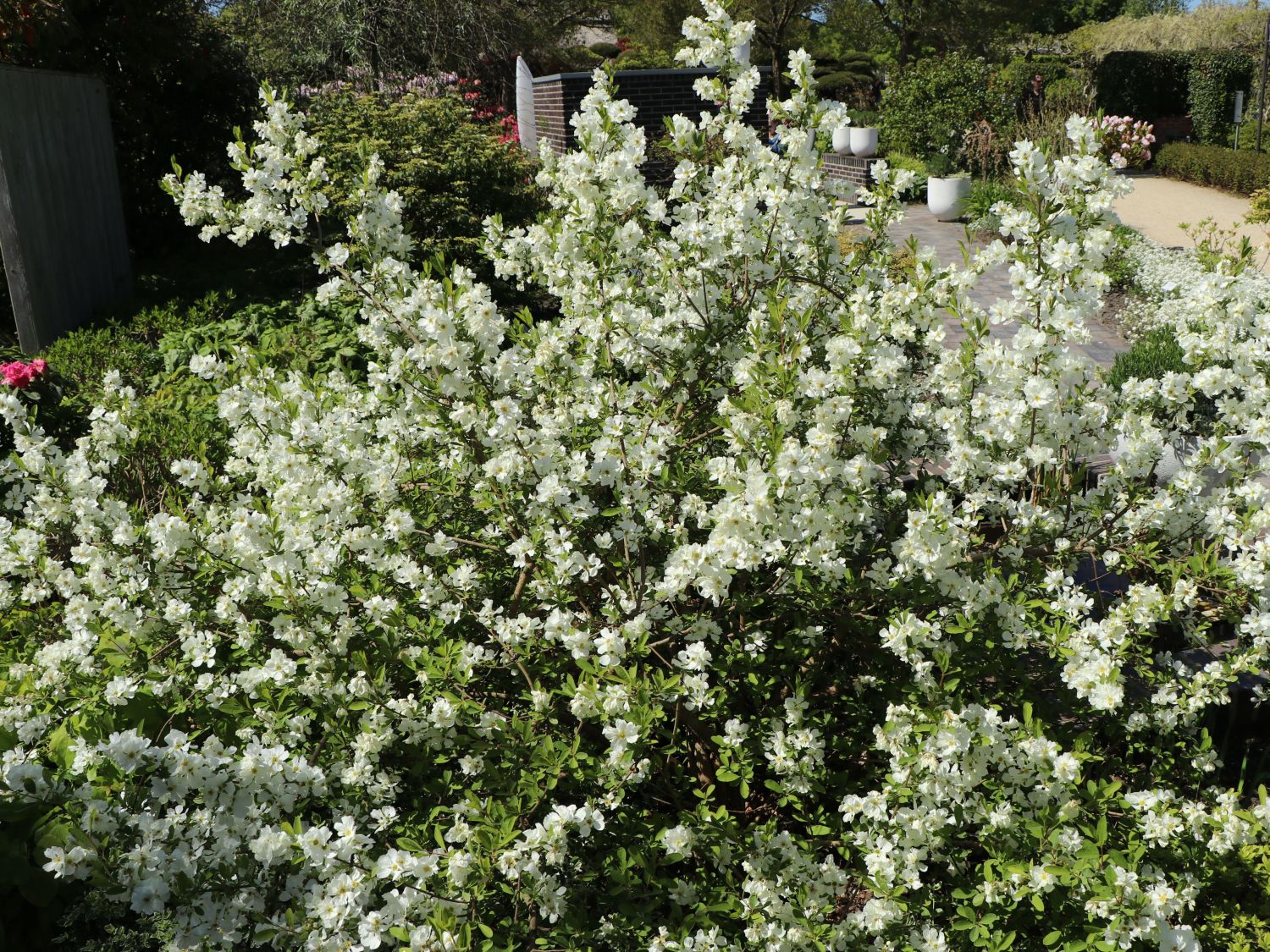 Radspieren (Exochorda)