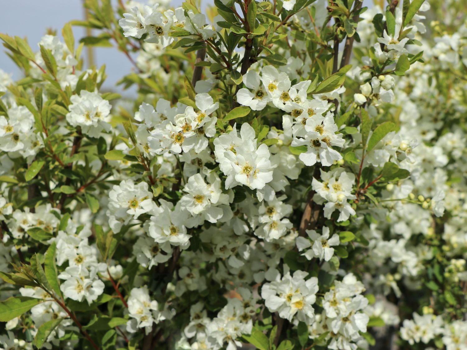 Prunkspiere 'Snow Mountain' - Exochorda racemosa 'Snow Mountain'
