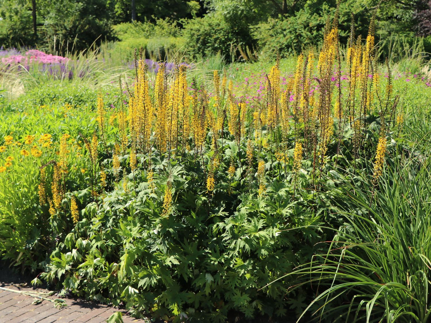 Przewalskis Kerzen-Goldkolben