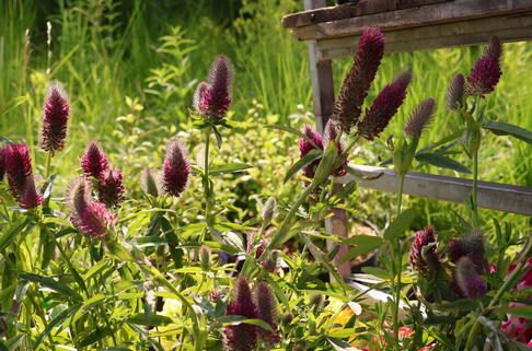 Purpur-Klee - Trifolium rubens