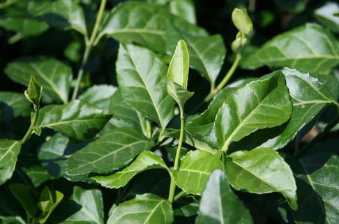 Purpur-Kriechspindel 'Coloratus' - Euonymus fortunei 'Coloratus'