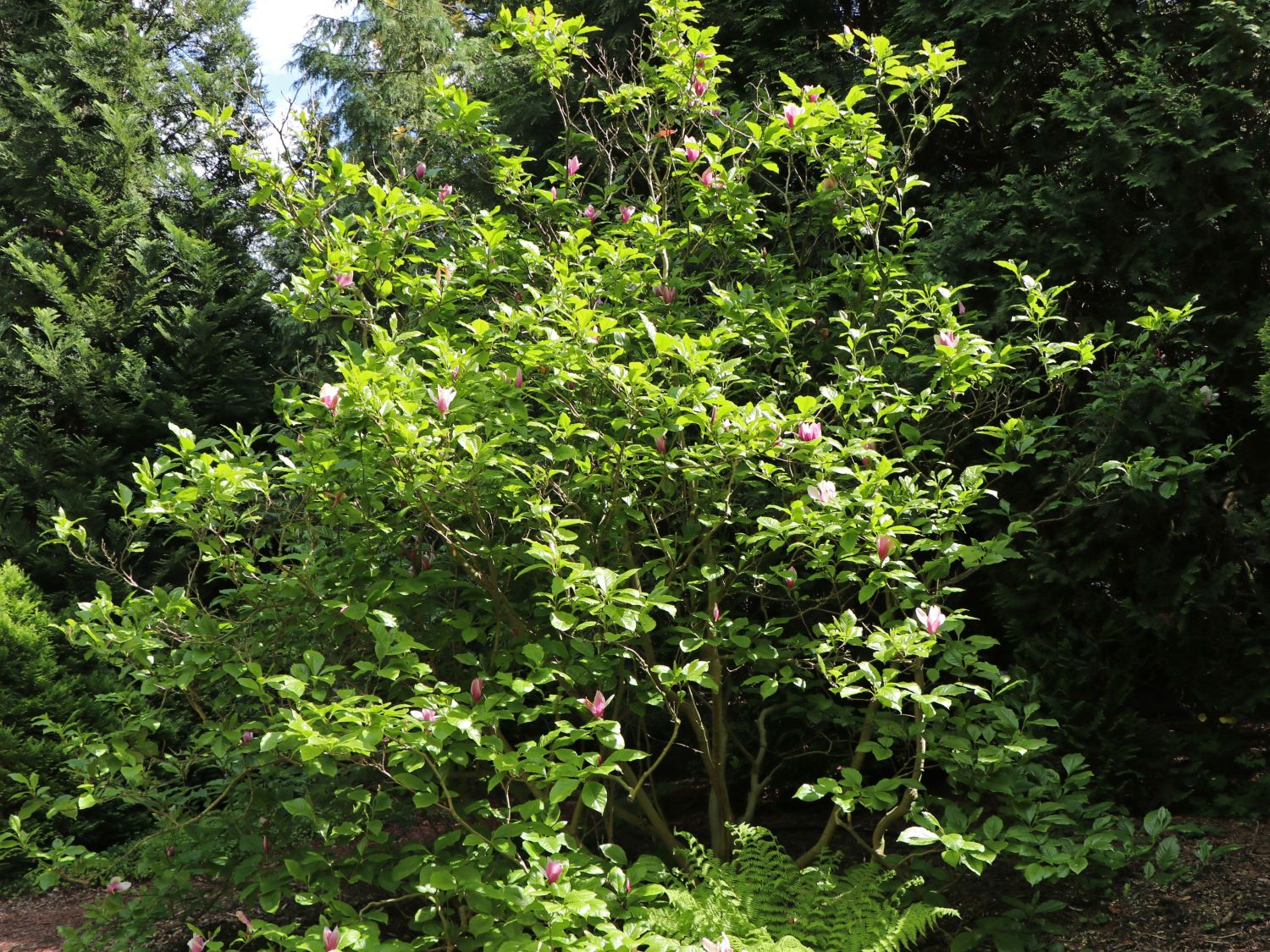 Purpur-Magnolie 'Jane'