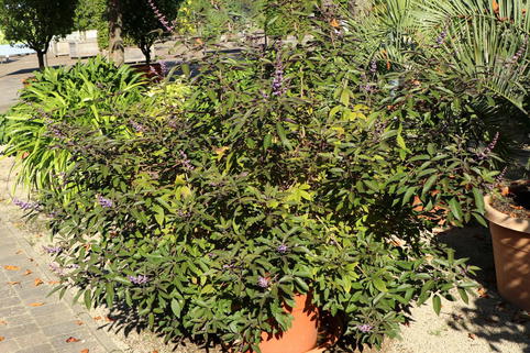 Purpur-Mönchspfeffer 'Purpurea' - Vitex trifolia 'Purpurea'
