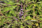 Purpur-Mönchspfeffer 'Purpurea' - Vitex trifolia 'Purpurea'