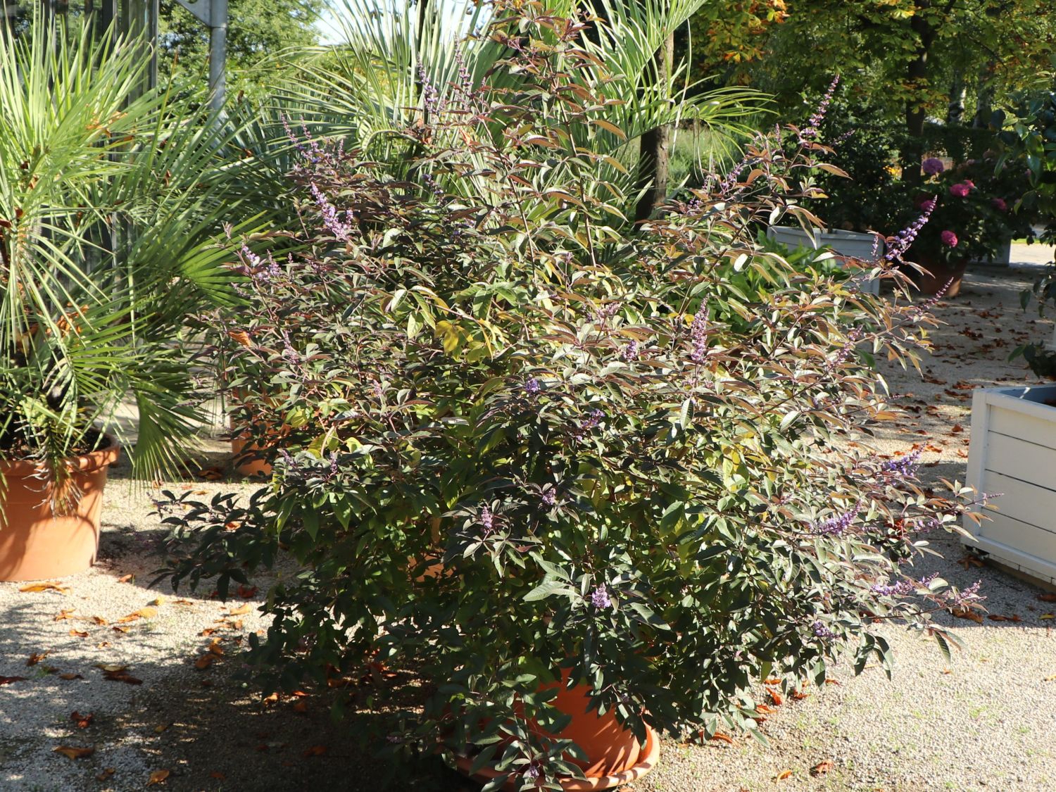 Purpur-Mönchspfeffer 'Purpurea' - Vitex trifolia 'Purpurea'