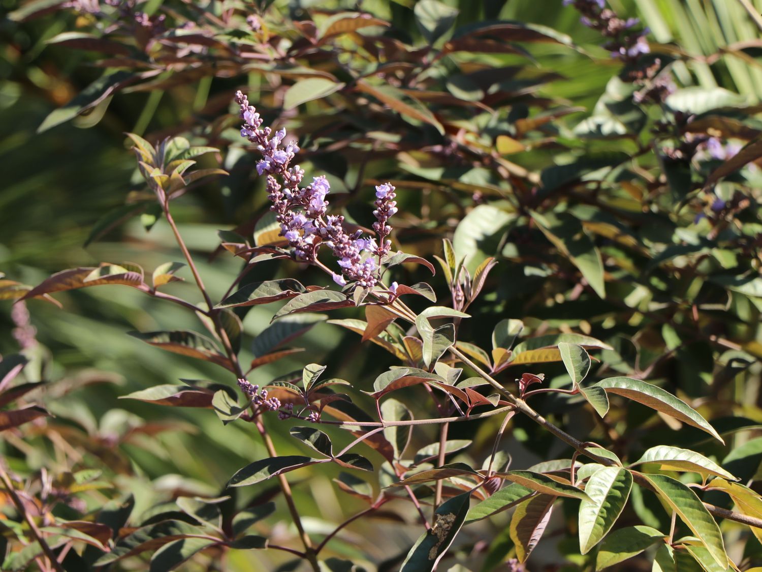 Purpur-Mönchspfeffer 'Purpurea' - Vitex trifolia 'Purpurea'