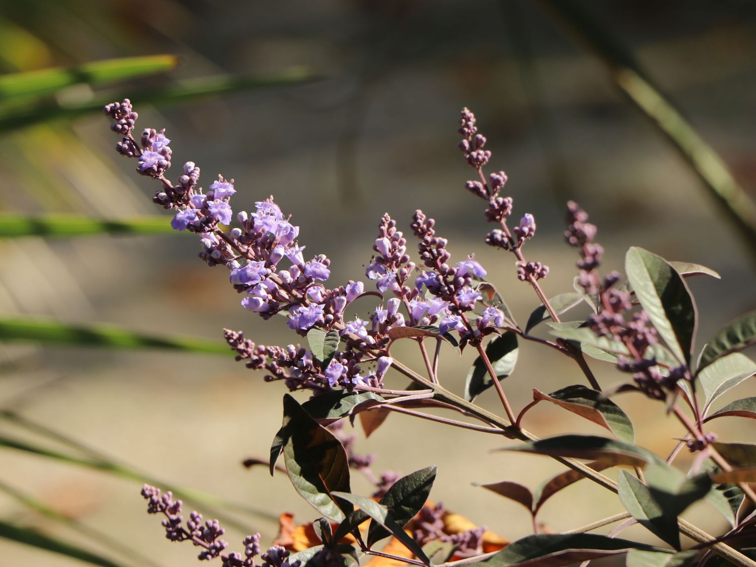 Purpur-Mönchspfeffer 'Purpurea' - Vitex trifolia 'Purpurea'