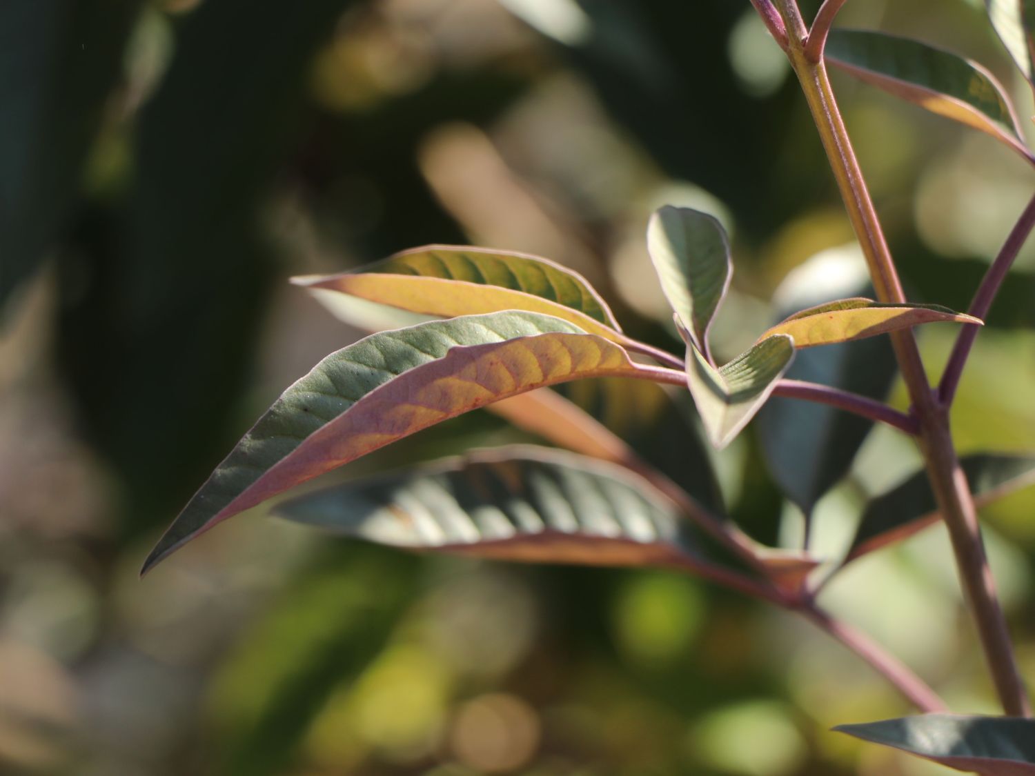 Purpur-Mönchspfeffer 'Purpurea' - Vitex trifolia 'Purpurea'