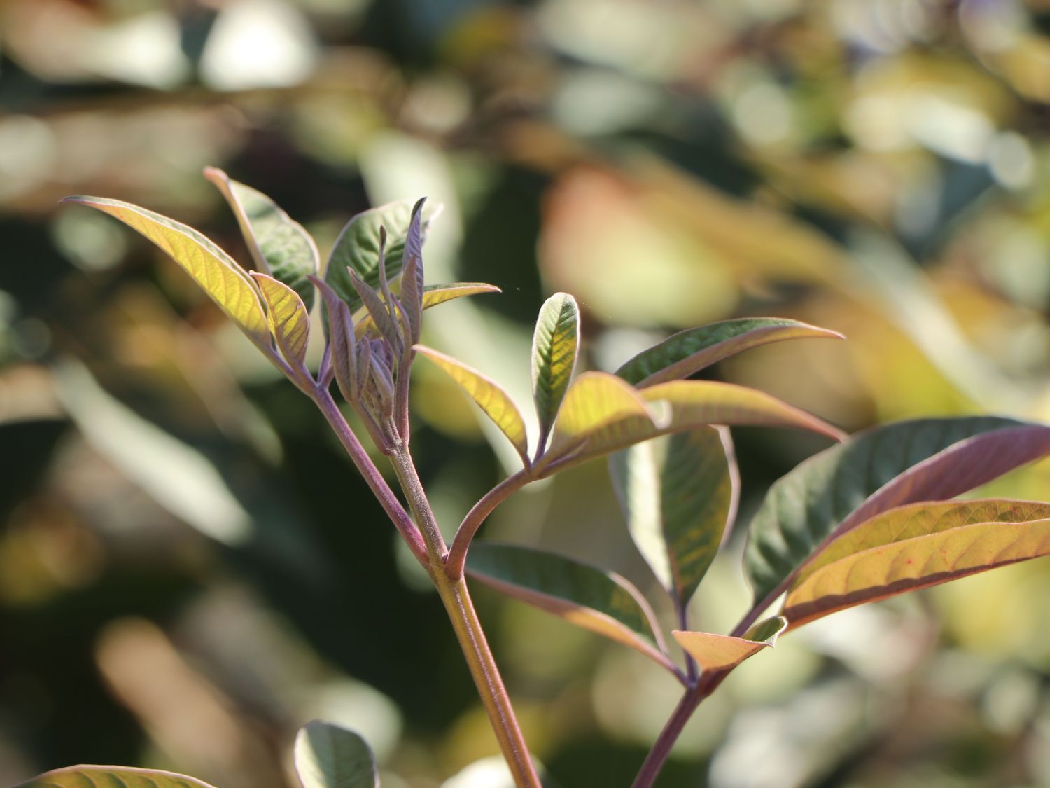 Purpur-Mönchspfeffer 'Purpurea' - Vitex trifolia 'Purpurea'