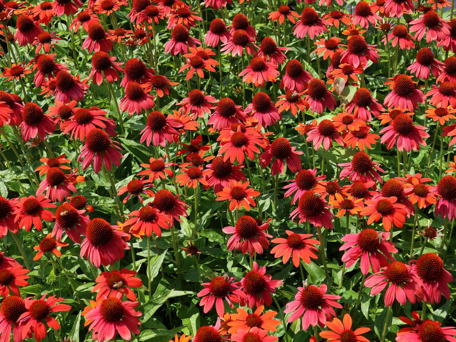 Purpur-Sonnenhut Papallo ® 'Power Coral Orange'