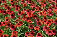 Purpur-Sonnenhut Papallo ® 'Power Coral Orange'