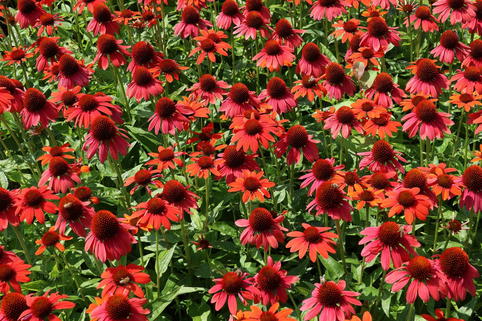 Purpur-Sonnenhut Papallo ® 'Power Coral Orange' - Echinacea purpurea Papallo ® 'Power Coral Orange'