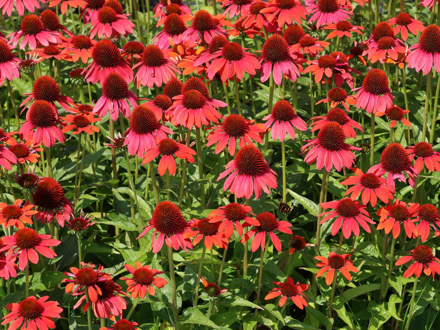 Purpur-Sonnenhut Papallo ® 'Power Coral Orange' - Echinacea purpurea Papallo ® 'Power Coral Orange'
