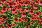 Purpur-Sonnenhut Papallo ® 'Power Coral Orange' - Echinacea purpurea Papallo ® 'Power Coral Orange'