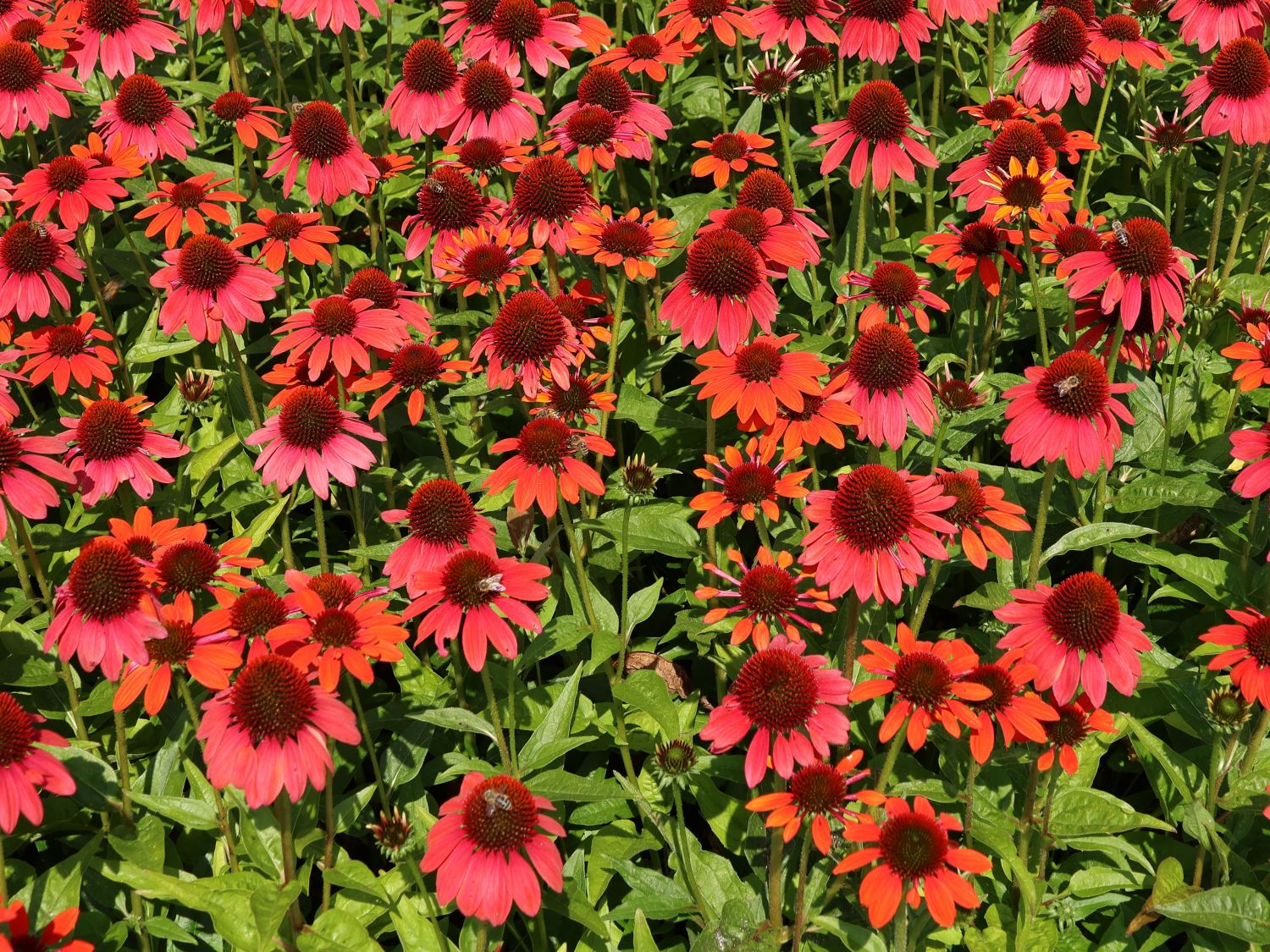 Purpur-Sonnenhut Papallo ® 'Power Coral Orange' - Echinacea purpurea Papallo ® 'Power Coral Orange'
