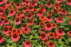 Purpur-Sonnenhut Papallo ® 'Power Coral Orange' - Echinacea purpurea Papallo ® 'Power Coral Orange'