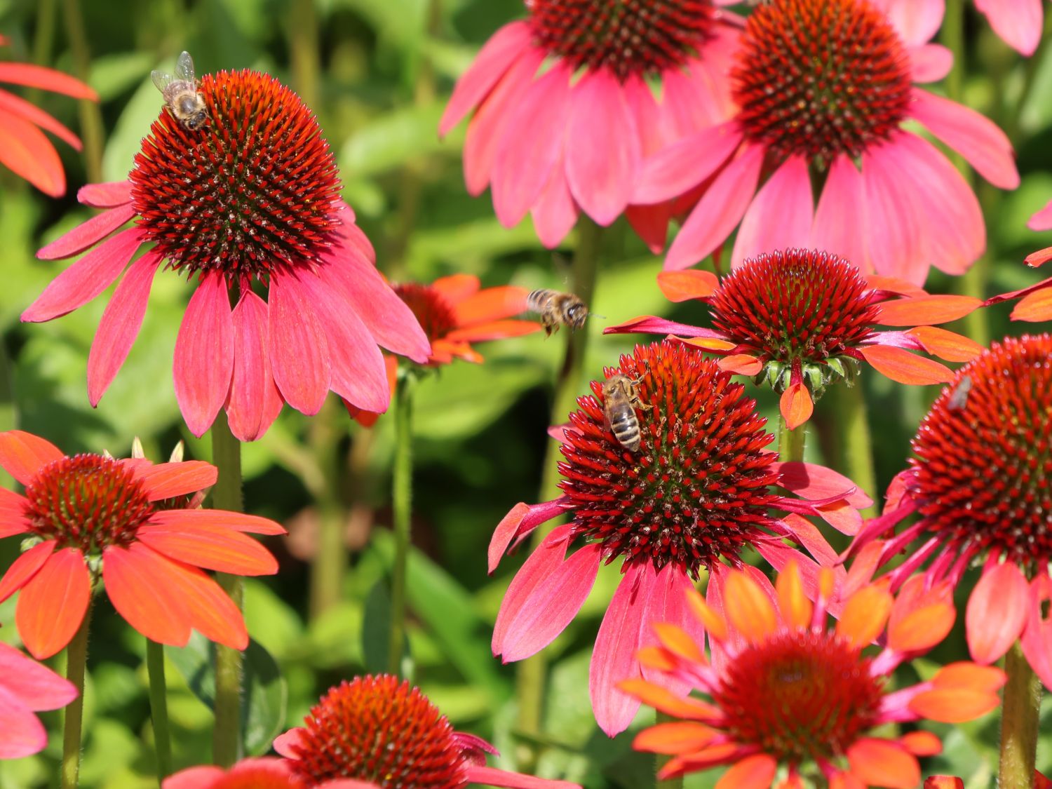 Purpur-Sonnenhut Papallo ® 'Power Coral Orange' - Echinacea purpurea Papallo ® 'Power Coral Orange'