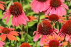 Purpur-Sonnenhut Papallo ® 'Power Coral Orange' - Echinacea purpurea Papallo ® 'Power Coral Orange'