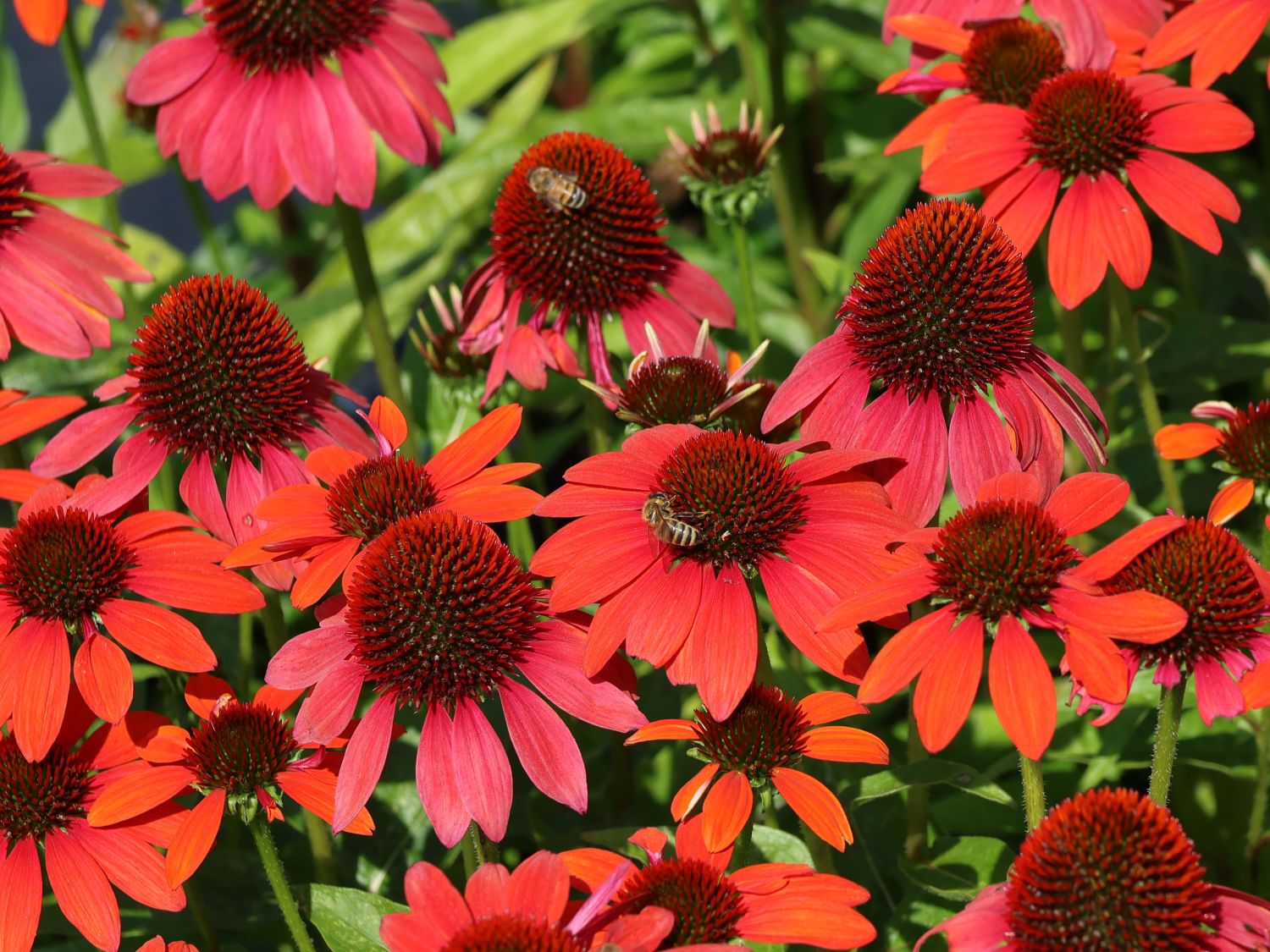 Purpur-Sonnenhut Papallo ® 'Power Coral Orange' - Echinacea purpurea Papallo ® 'Power Coral Orange'