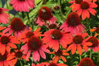 Purpur-Sonnenhut Papallo ® 'Power Coral Orange' - Echinacea purpurea Papallo ® 'Power Coral Orange'