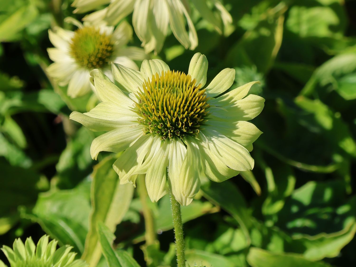 Purpur-Sonnenhut 'Prairie Blaze Green'