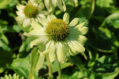 Purpur-Sonnenhut 'Prairie Blaze Green' - Echinacea purpurea 'Prairie Blaze Green'