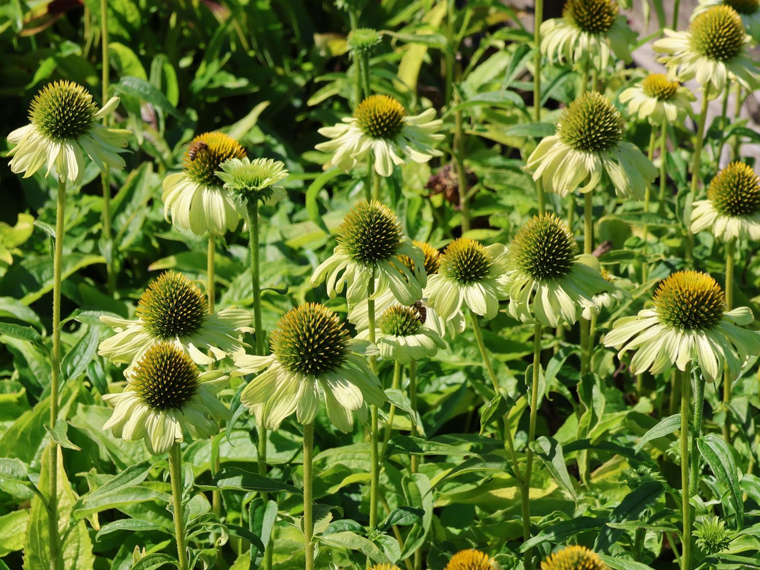 Purpur-Sonnenhut 'Prairie Blaze Green' - Echinacea purpurea 'Prairie Blaze Green'