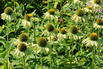 Purpur-Sonnenhut 'Prairie Blaze Green' - Echinacea purpurea 'Prairie Blaze Green'