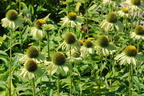Purpur-Sonnenhut 'Prairie Blaze Green' - Echinacea purpurea 'Prairie Blaze Green'