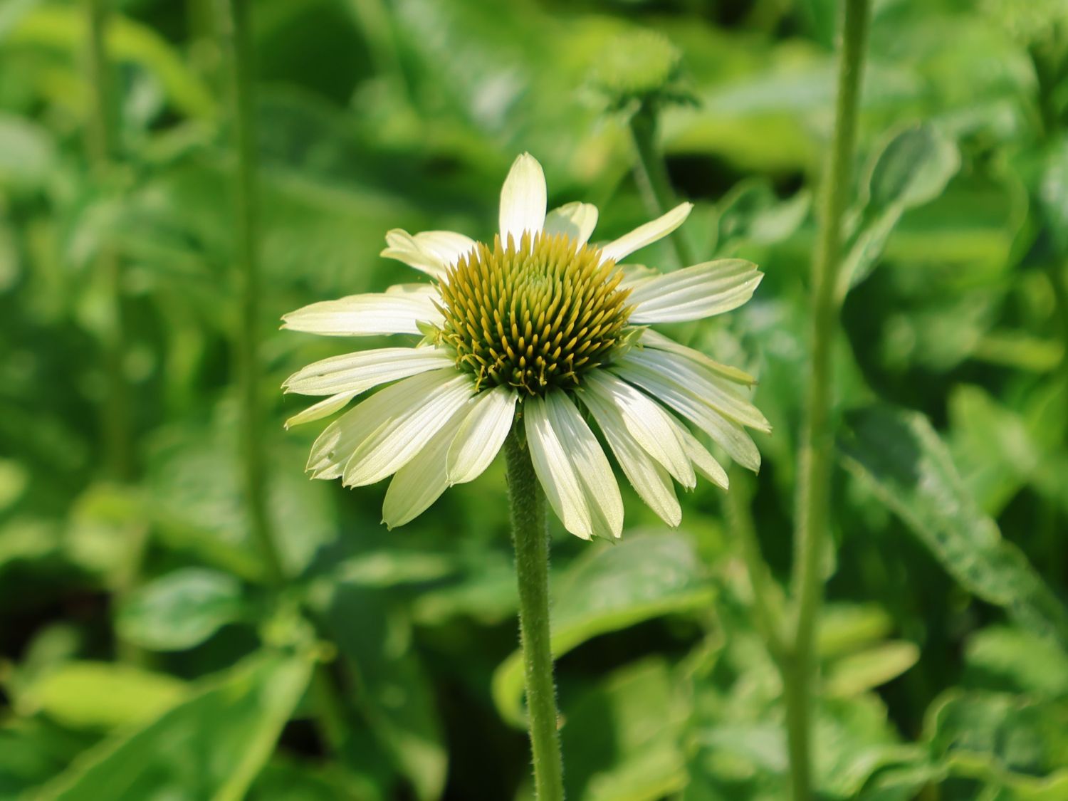 Purpur-Sonnenhut 'Prairie Blaze Green' - Echinacea purpurea 'Prairie Blaze Green'