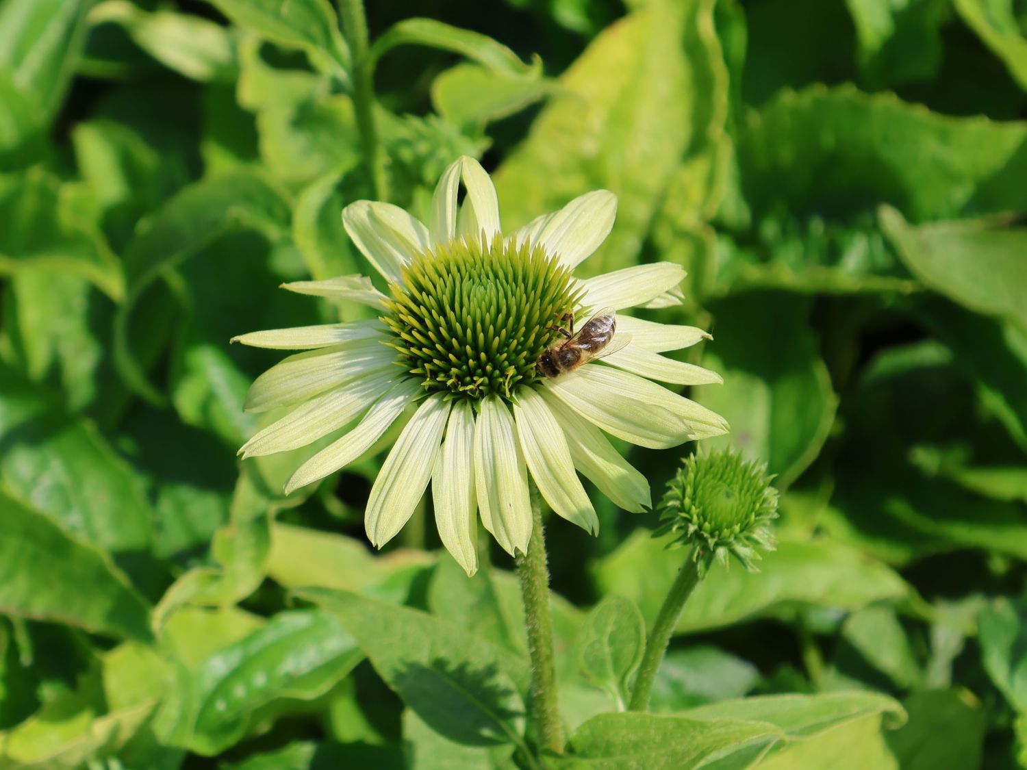 Purpur-Sonnenhut 'Prairie Blaze Green' - Echinacea purpurea 'Prairie Blaze Green'