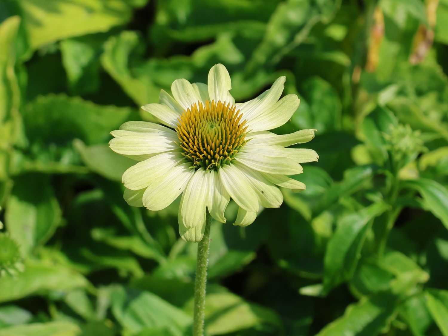 Purpur-Sonnenhut 'Prairie Blaze Green' - Echinacea purpurea 'Prairie Blaze Green'