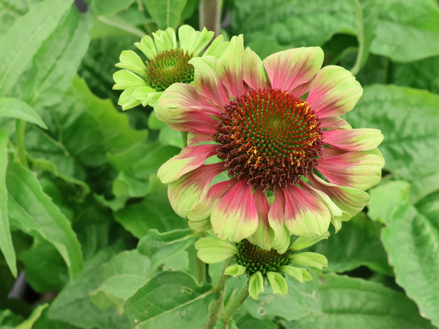 Purpur-Sonnenhut 'Prairie Blaze Vintage Lime' - Echinacea purpurea 'Prairie Blaze Vintage Lime'