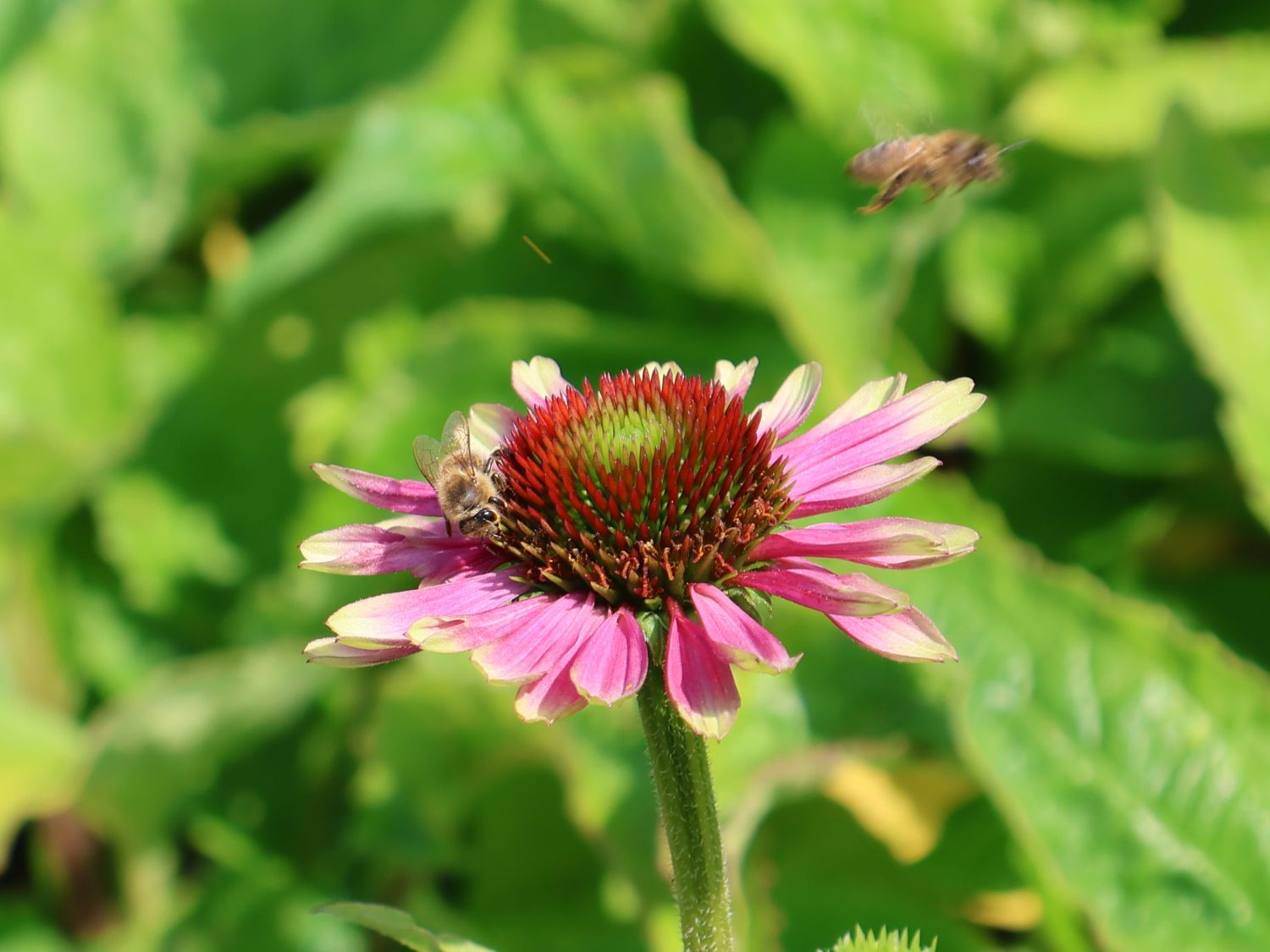 Purpur-Sonnenhut 'Prairie Blaze Vintage Lime' - Echinacea purpurea 'Prairie Blaze Vintage Lime'