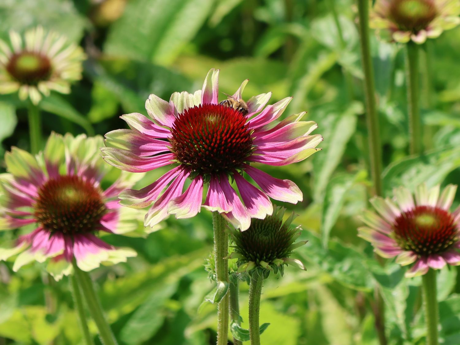 Purpur-Sonnenhut 'Prairie Blaze Vintage Lime' - Echinacea purpurea 'Prairie Blaze Vintage Lime'