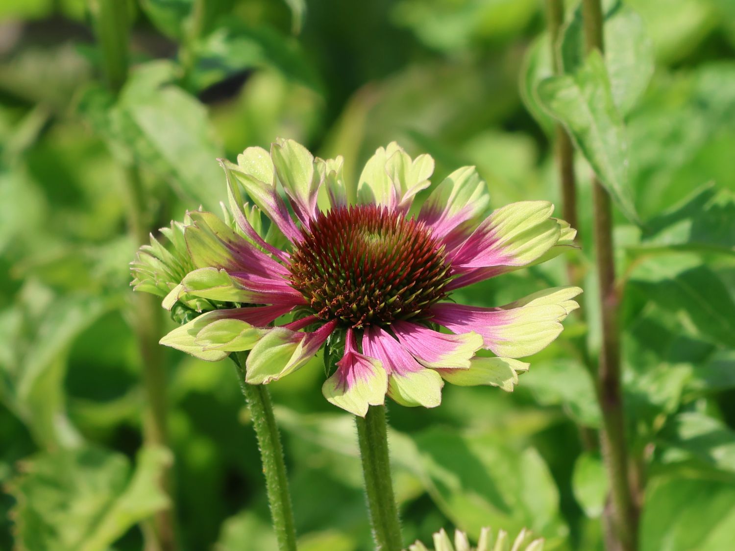 Purpur-Sonnenhut 'Prairie Blaze Vintage Lime' - Echinacea purpurea 'Prairie Blaze Vintage Lime'