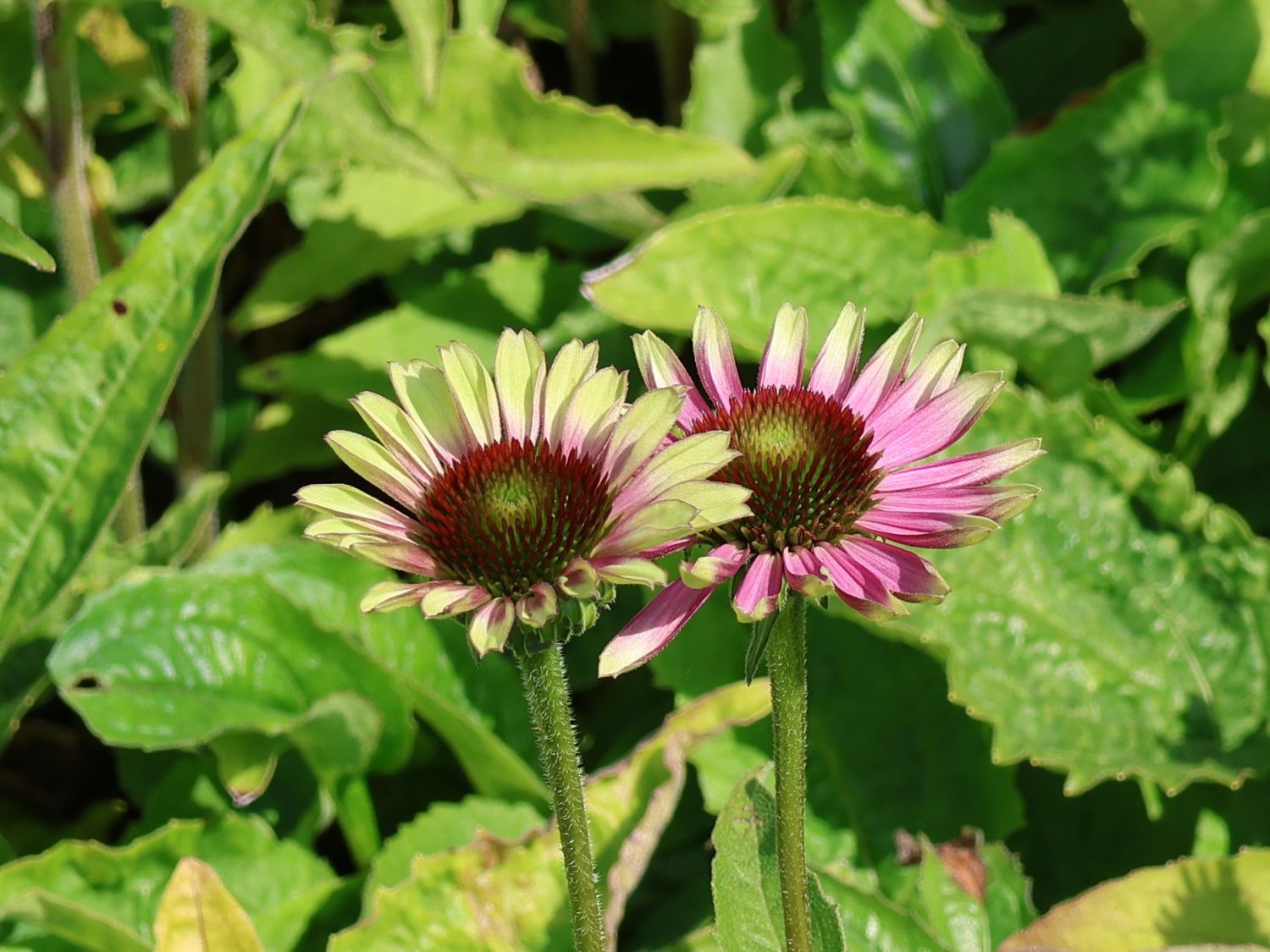 Purpur-Sonnenhut 'Prairie Blaze Vintage Lime' - Echinacea purpurea 'Prairie Blaze Vintage Lime'