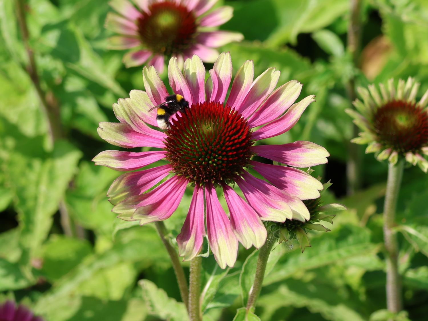 Purpur-Sonnenhut 'Prairie Blaze Vintage Lime' - Echinacea purpurea 'Prairie Blaze Vintage Lime'