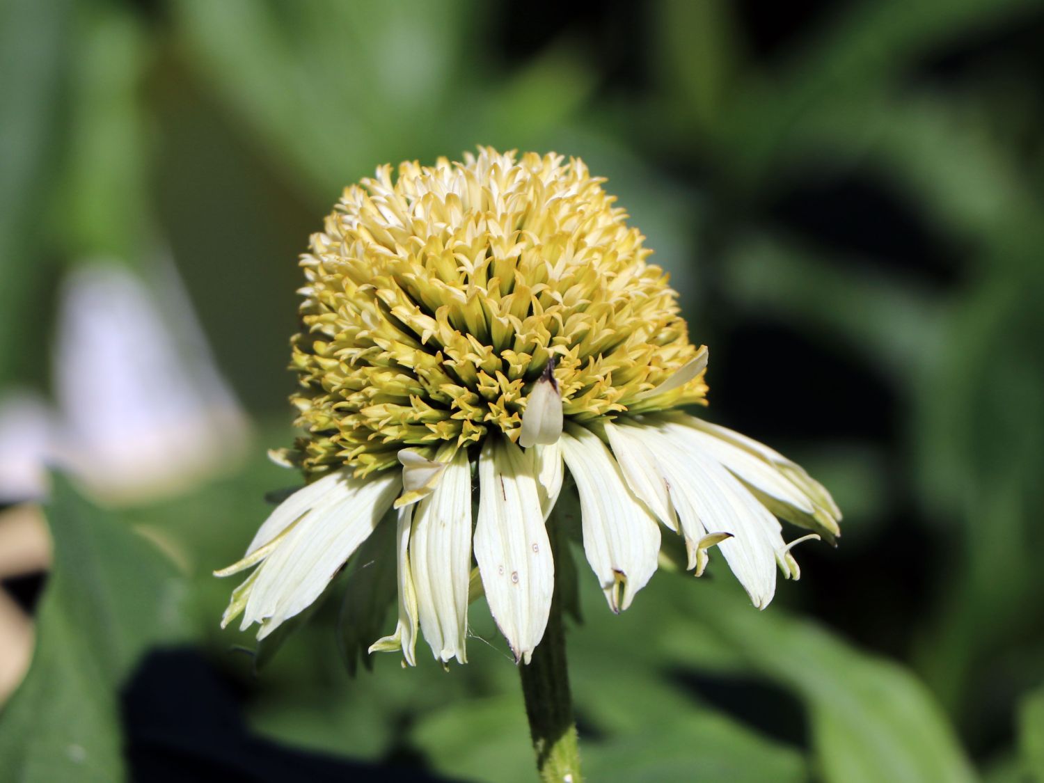 Purpur-Sonnenhut 'Vanilla Cupcake' ® - Echinacea purpurea 'Vanilla Cupcake' ®