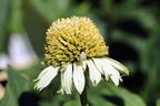 Purpur-Sonnenhut 'Vanilla Cupcake' ® - Echinacea purpurea 'Vanilla Cupcake' ®