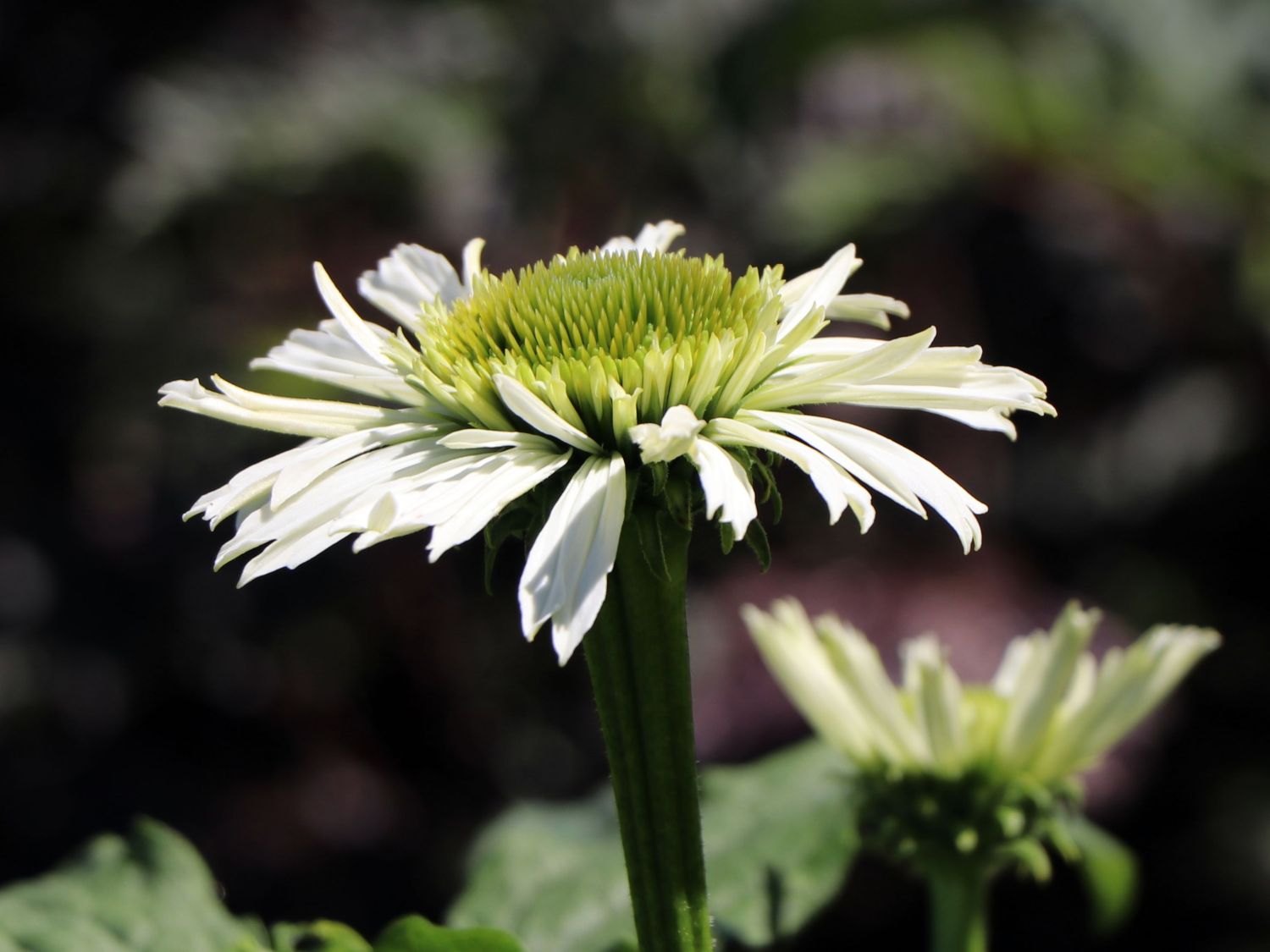 Purpur-Sonnenhut 'Vanilla Cupcake' ® - Echinacea purpurea 'Vanilla Cupcake' ®
