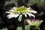 Purpur-Sonnenhut 'Vanilla Cupcake' ® - Echinacea purpurea 'Vanilla Cupcake' ®