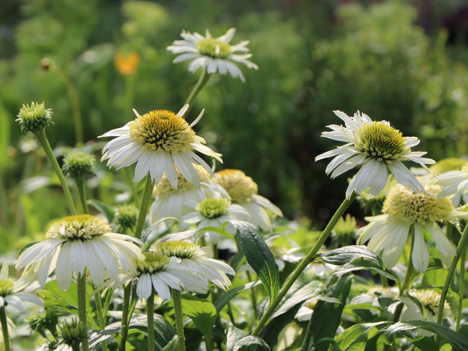 Purpur-Sonnenhut 'Vanilla Cupcake' ® - Echinacea purpurea 'Vanilla Cupcake' ®