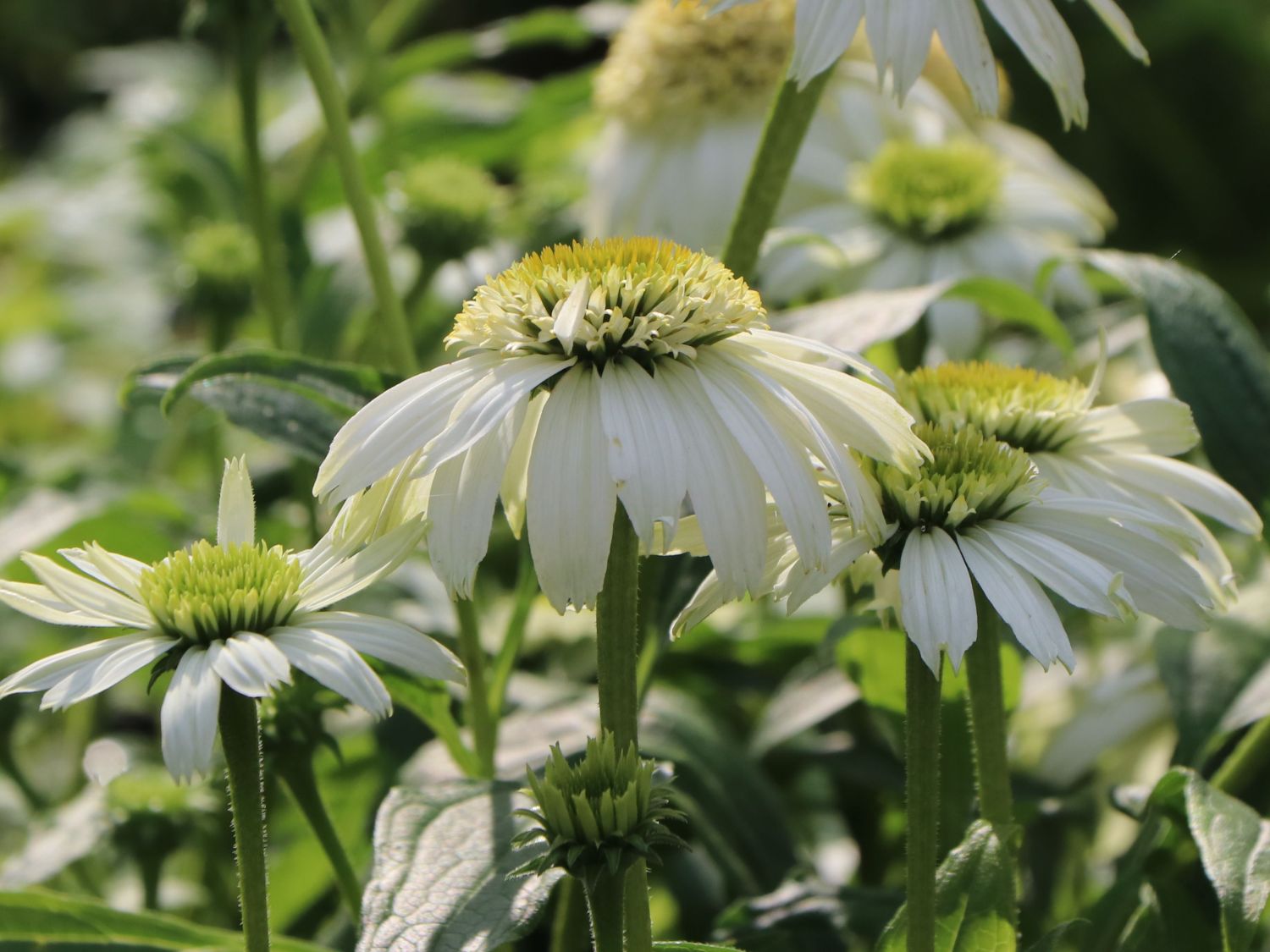 Purpur-Sonnenhut 'Vanilla Cupcake' ® - Echinacea purpurea 'Vanilla Cupcake' ®