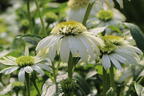 Purpur-Sonnenhut 'Vanilla Cupcake' ® - Echinacea purpurea 'Vanilla Cupcake' ®