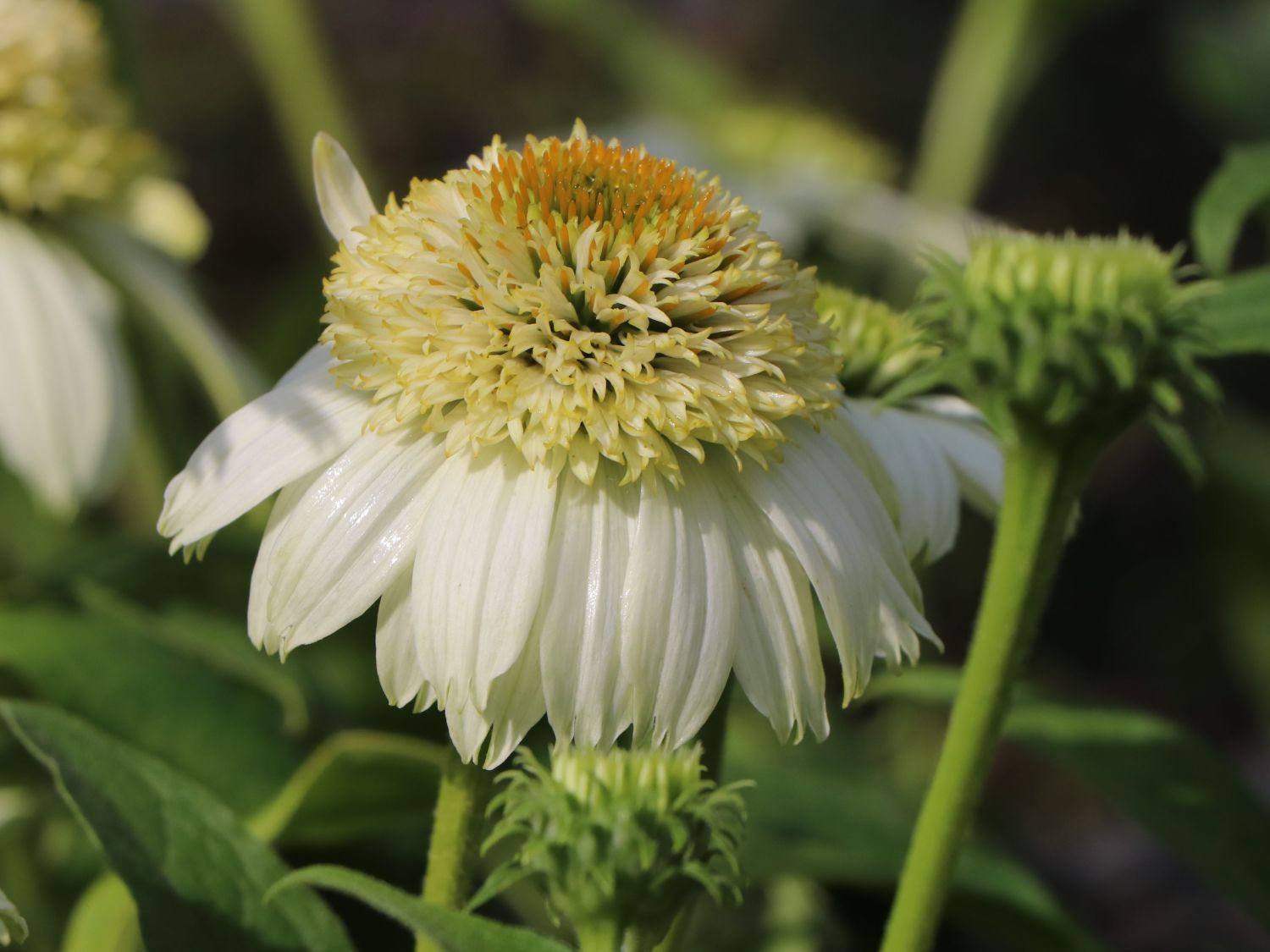 Purpur-Sonnenhut 'Vanilla Cupcake' ® - Echinacea purpurea 'Vanilla Cupcake' ®