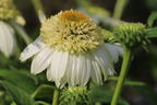 Purpur-Sonnenhut 'Vanilla Cupcake' ® - Echinacea purpurea 'Vanilla Cupcake' ®