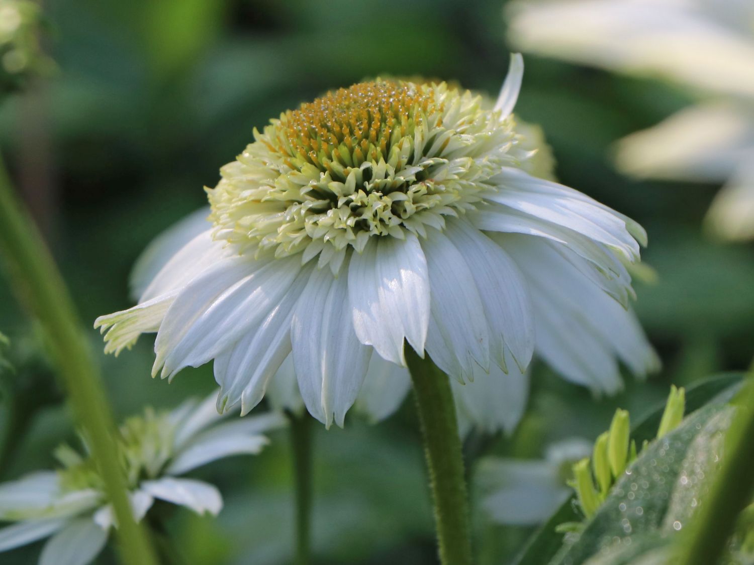 Purpur-Sonnenhut 'Vanilla Cupcake' ® - Echinacea purpurea 'Vanilla Cupcake' ®