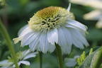 Purpur-Sonnenhut 'Vanilla Cupcake' ® - Echinacea purpurea 'Vanilla Cupcake' ®