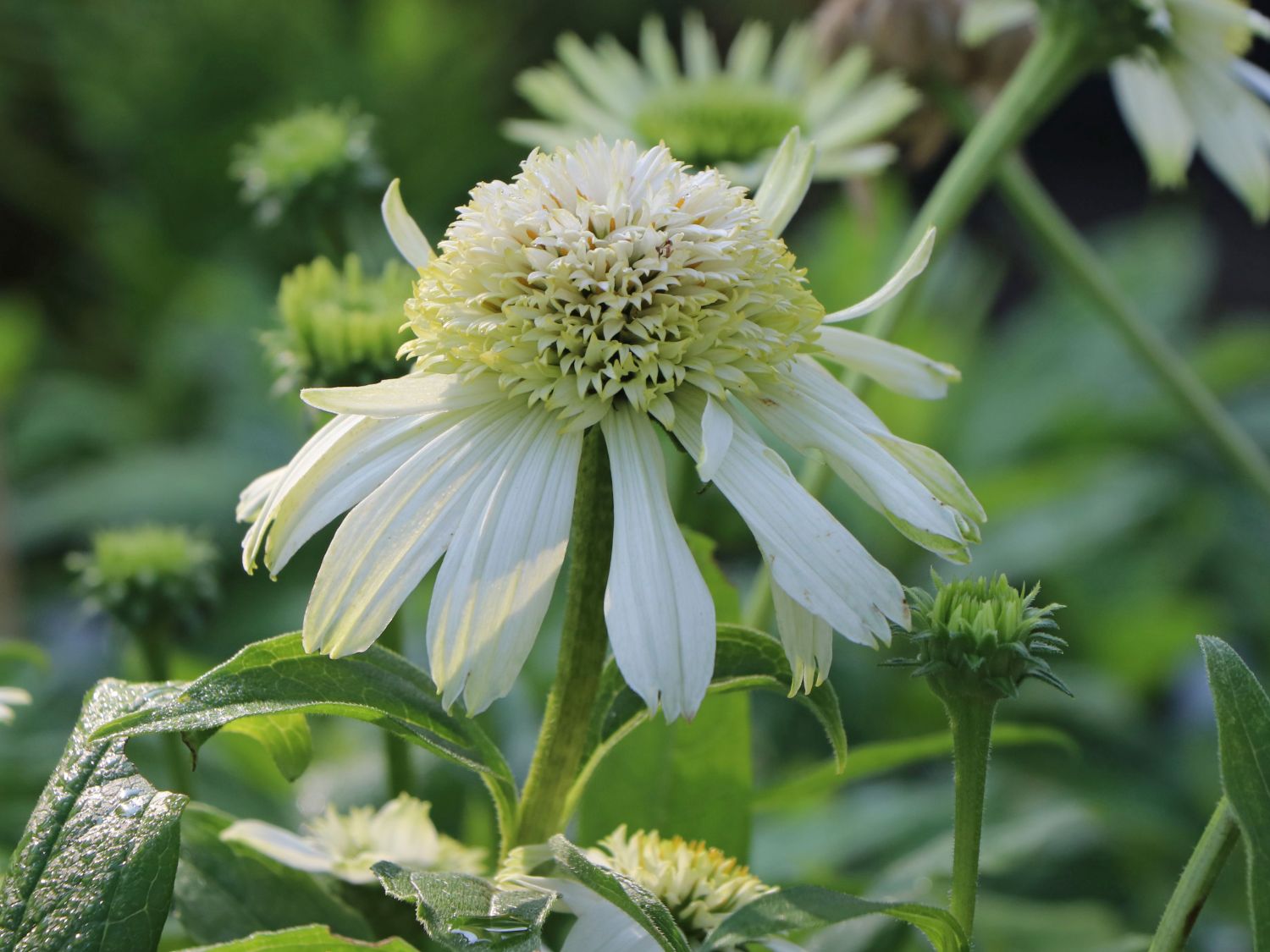 Purpur-Sonnenhut 'Vanilla Cupcake' ® - Echinacea purpurea 'Vanilla Cupcake' ®